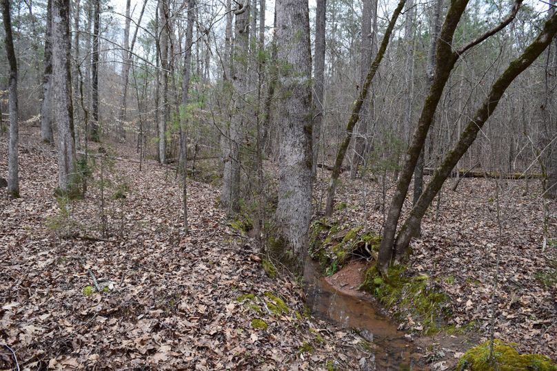 81 water source for wildlife