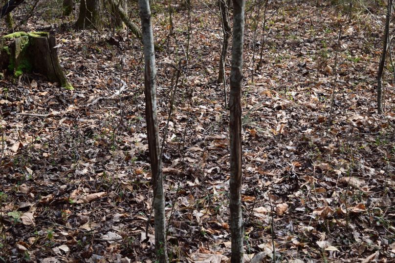 94 buck rubs everywhere