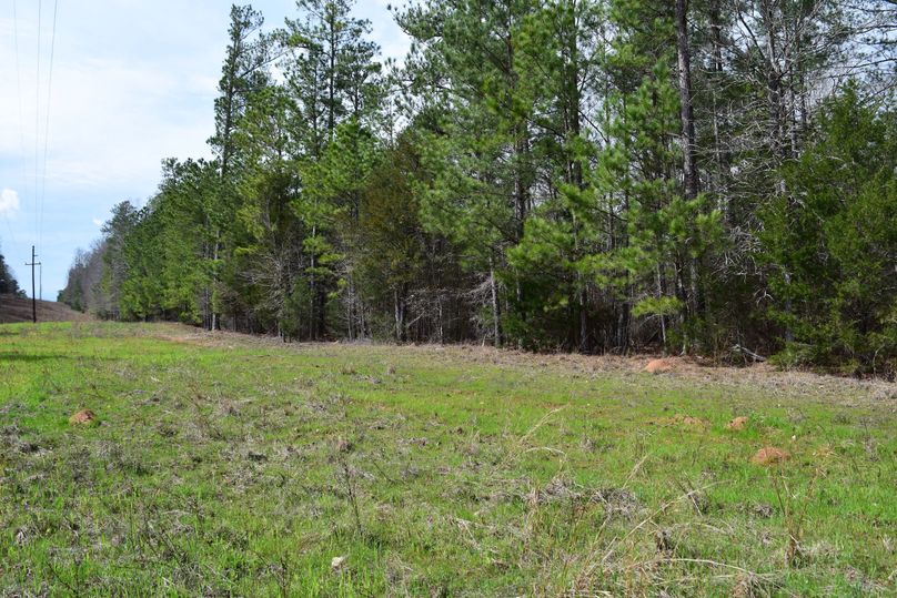 95 food plot on powerline