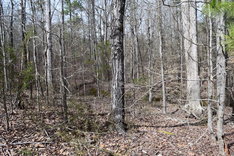 96 hardwood draw running out to powerline