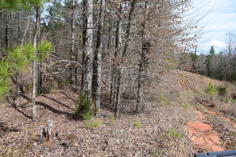 97  white oak trees along powerline