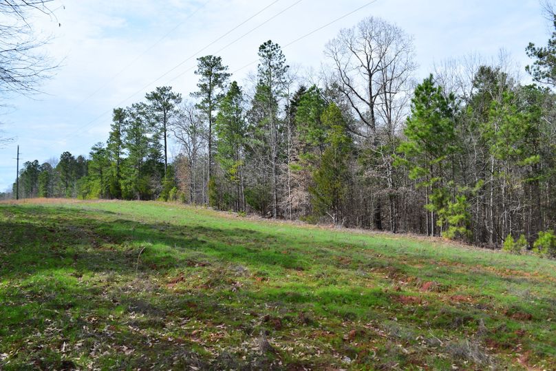 98 food plot along powerline