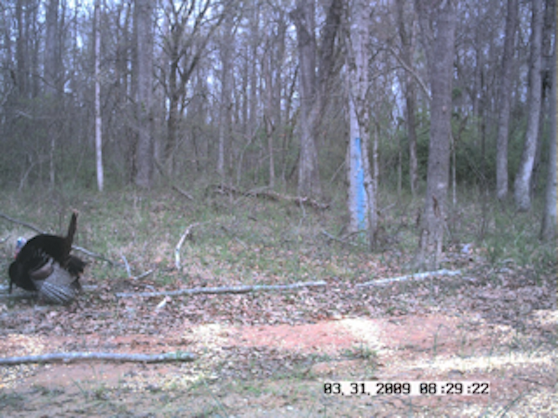 Trail10 strutting tom