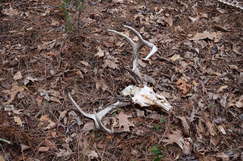 Trail1 unbelievable genetics!!