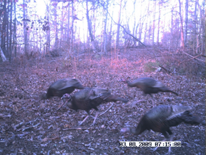 Trail9 loaded with turkeys