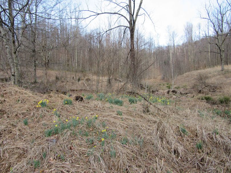 Open area with daffadils