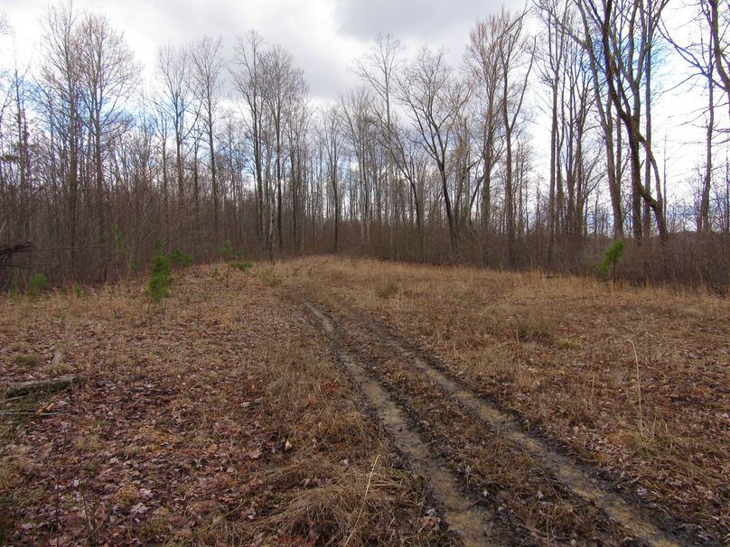 Open area on top of ridge