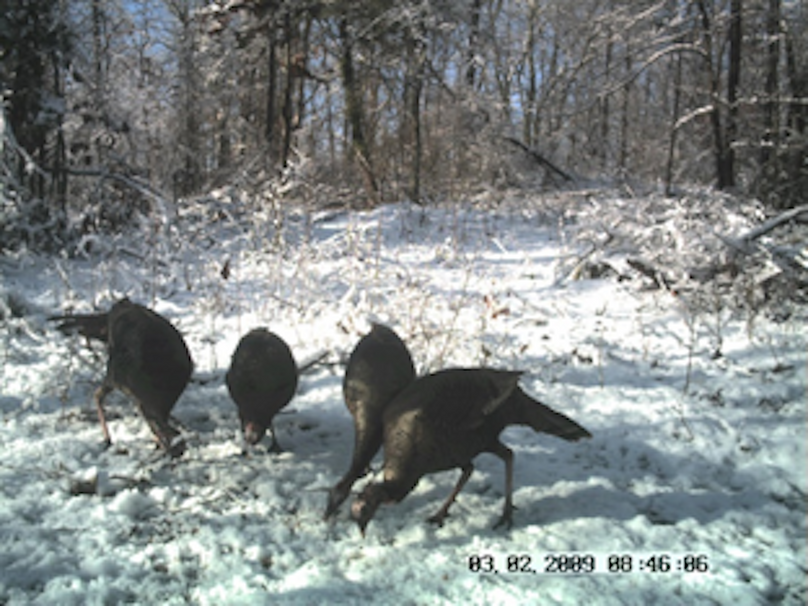 19 turkey hens feeding in snow
