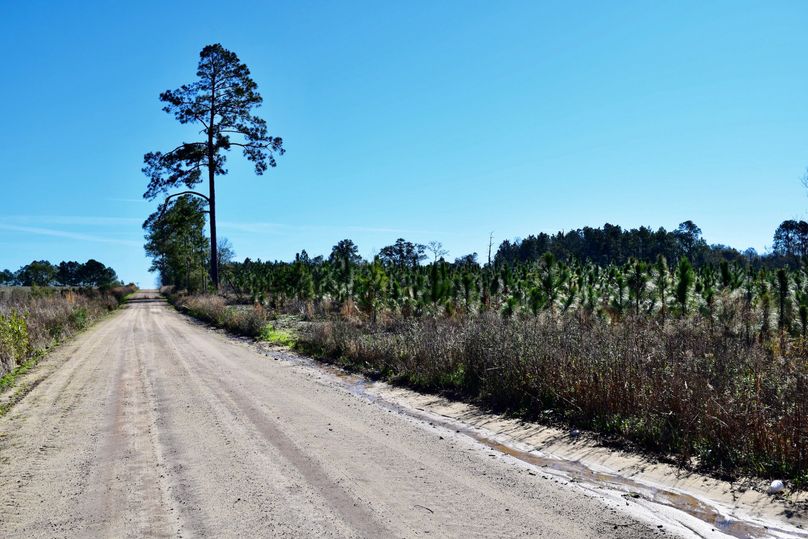14 longleaf pines off ditch road