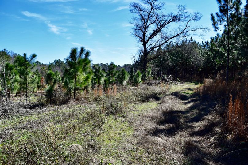 32 road between 4 year old and 15 year old longleaf pines