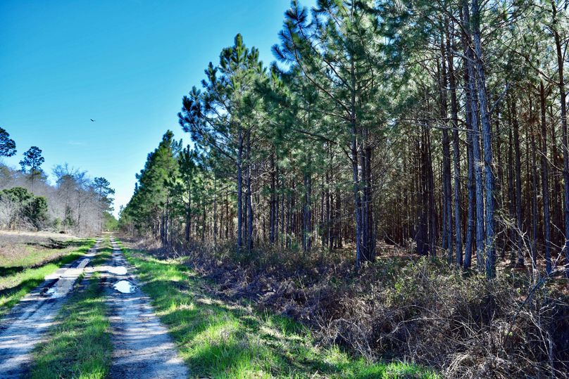 56 northwest corner of 15 year old slash pines on 77 acre tract