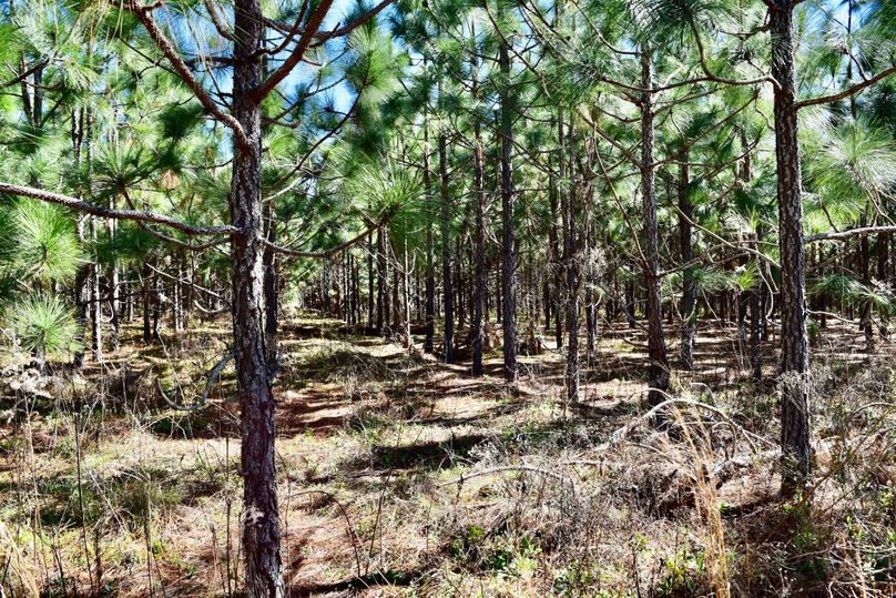 58 10 year old longleaf pines on 77 acre tract