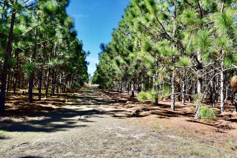 50 interior road separating longleaf pines