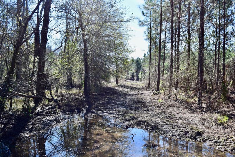 85 eastern property line of 77 acre tract along reedy creek