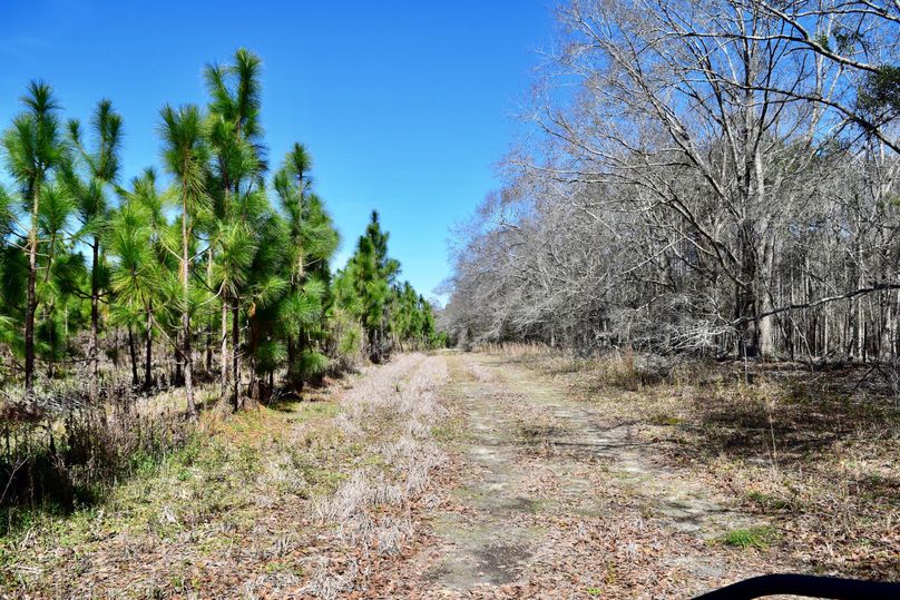 80 longleaf pines along eastern property line