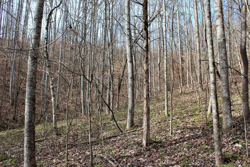 014 reforested area near the southeast boundary of the property