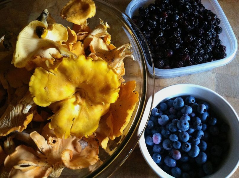 Chanterelles   berries from our property