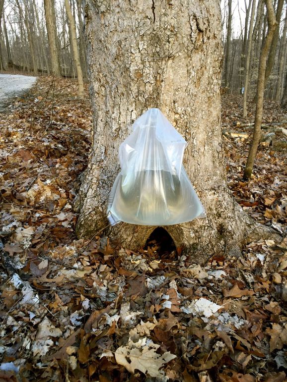 Tapping for maple syrup