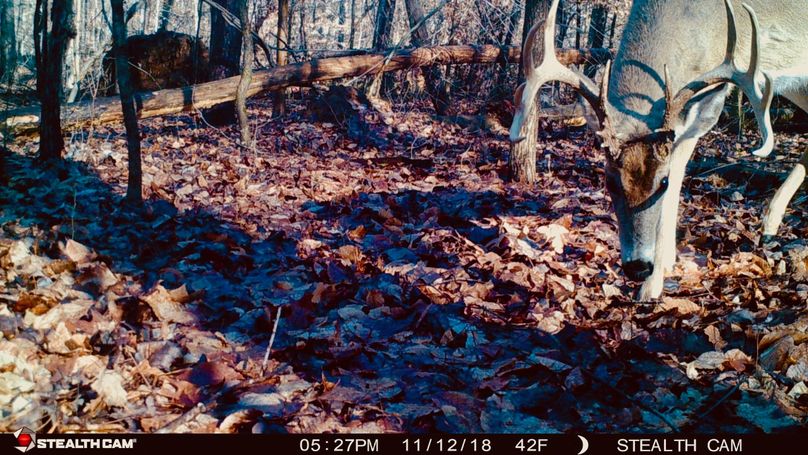 Another buck in our woods