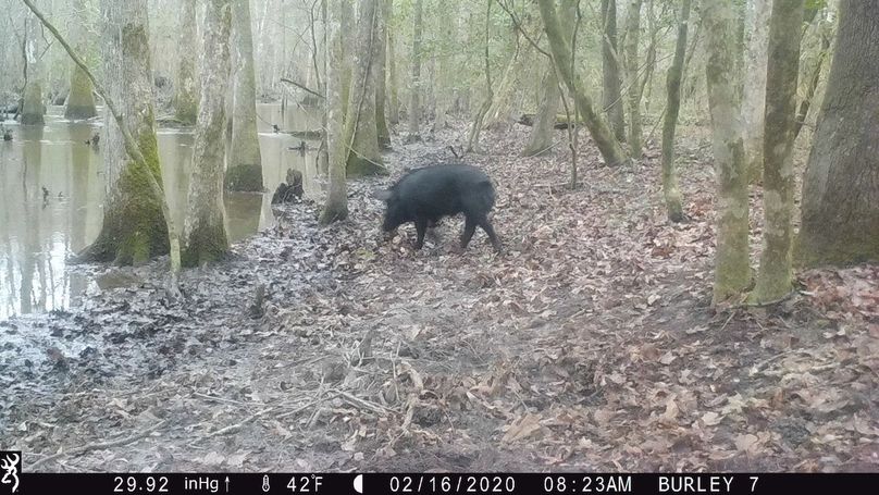 02 big boar