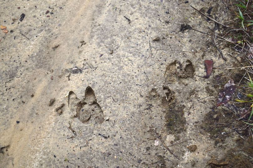 12 huge boar tracks