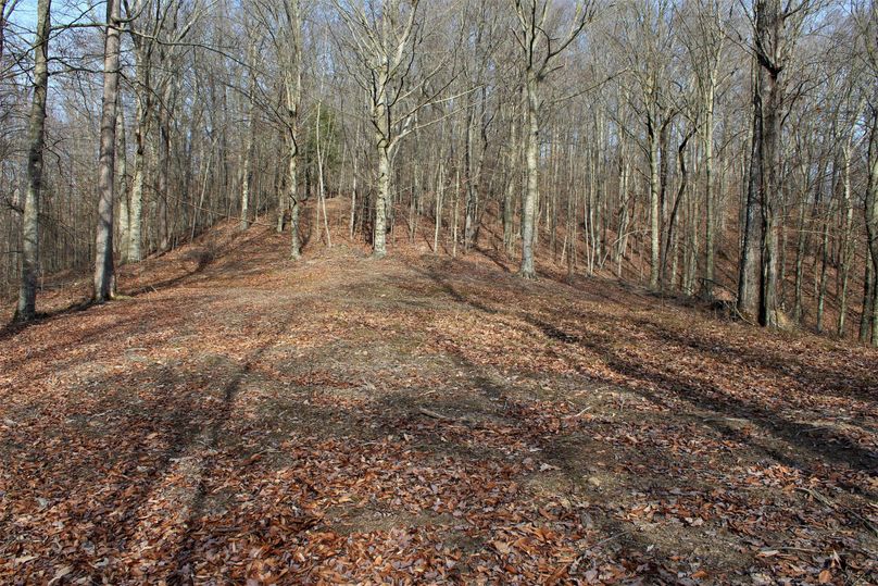 043 awesome evening looking over the food plot from south to the north