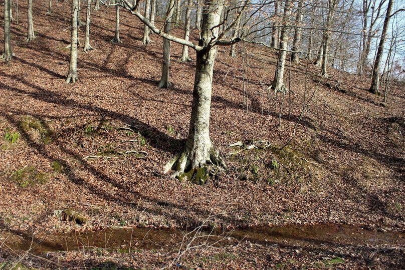 040 great beech tree rooting near the stream