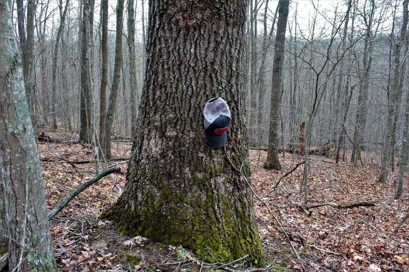 041 massive red oak tree