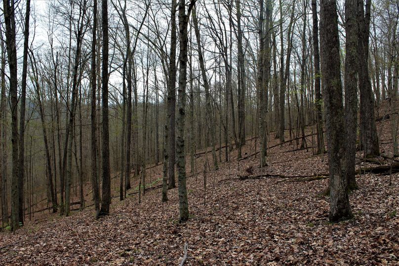 042 decent timber on west hillside looking south