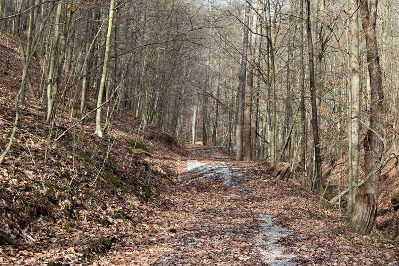 044 beautiful drive in from the gate looking towards the cabin