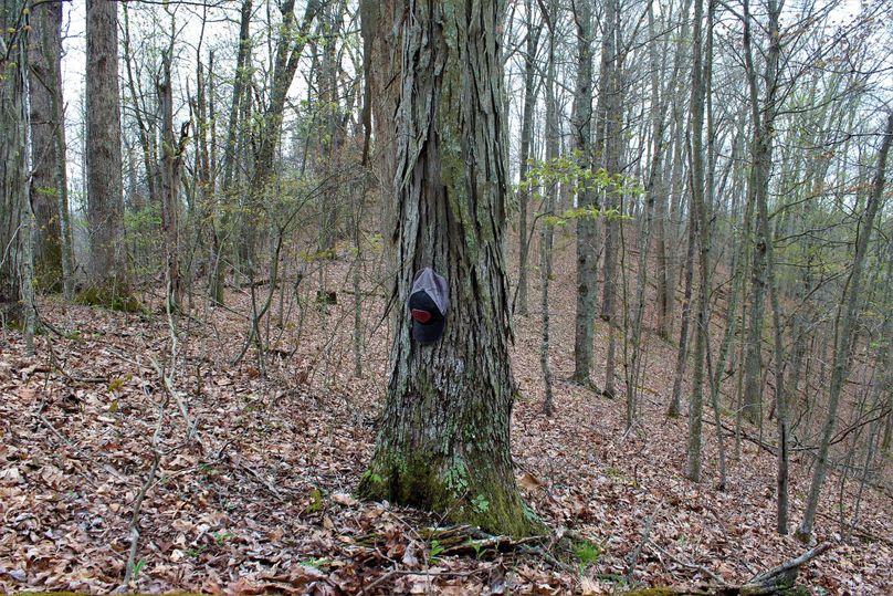 046 huge shagbark hickory tree