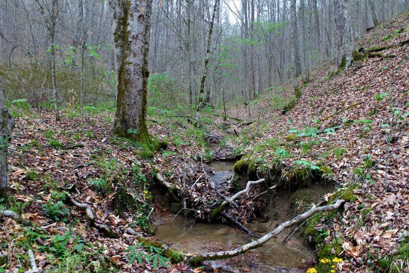 049 amazing springtime stream shot