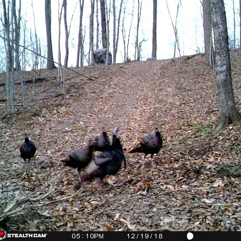 053 eastern ky longbeard with a few hens captured by game camera on the property