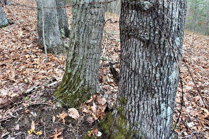 050 mature oaks along north boundary holding onto the property line