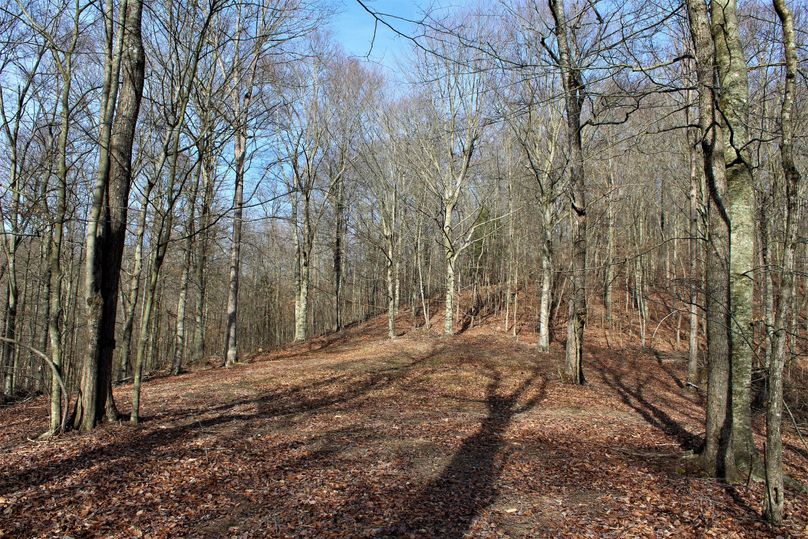 052 sweet and cool early spring afternoon over the food plot