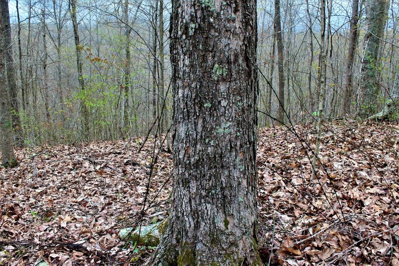 054 giant red oak grasping an old fence line