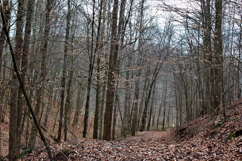 001 beautiful view looking down the path towards the road