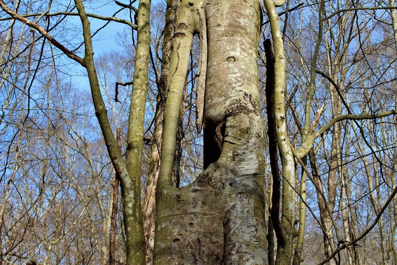 006 crazy looking hole in a giant beech tree along the path