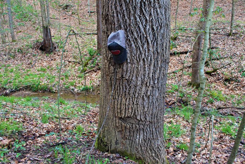 009 ginormous yellow poplar 