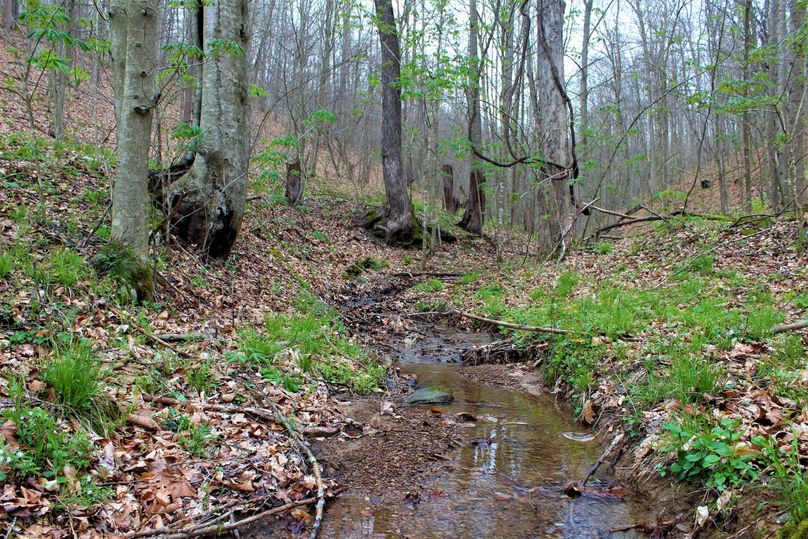 010 beautiful spring flowing creek