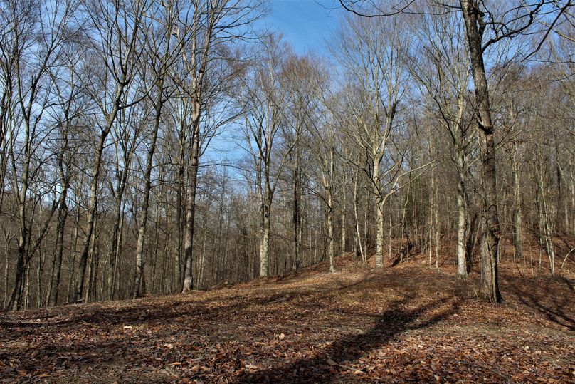 011 awesome food plot along west ridge top 