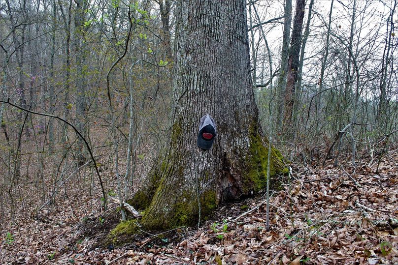017 huge white oak tree