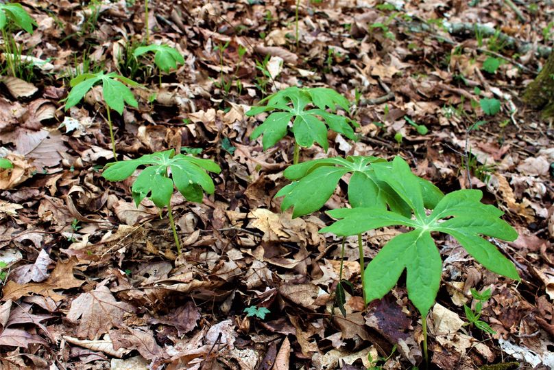 016 beautiful may apple sprouts