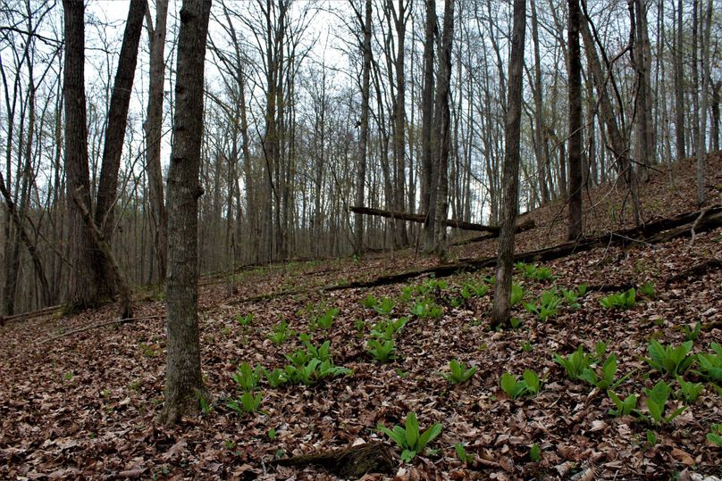 019 hill side just before sunset with some may apple sprouts