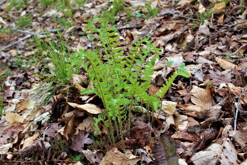 023 ferns and fiddleheads