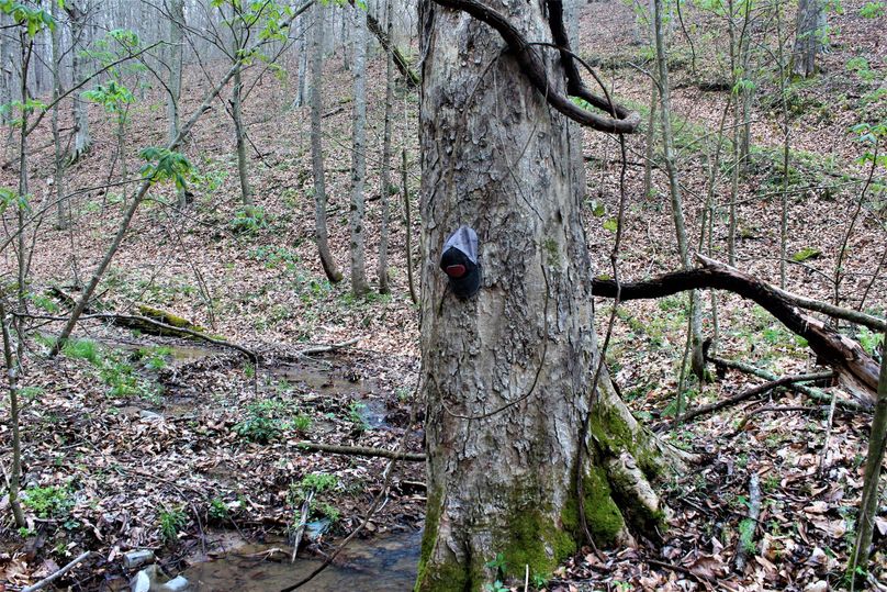 022 massive buckeye tree