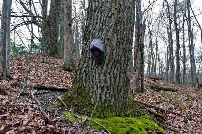 027 massive chestnut oak tree