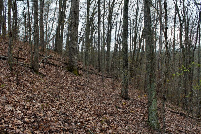 029 gorgeous evening on the east most hillside with some good timber