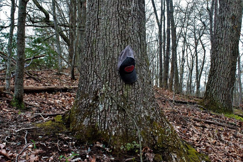 033 another huge white oak tree