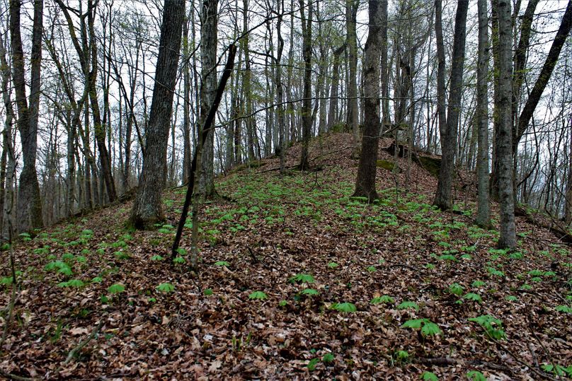 032 awesome ridge top with tons of may apple sprouts